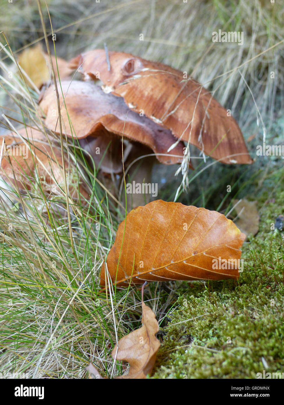 Braune Pilze wachsen zwischen Gräsern, als schmückendes Beiwerk gibt es braune Herbst Blätter Stockfoto