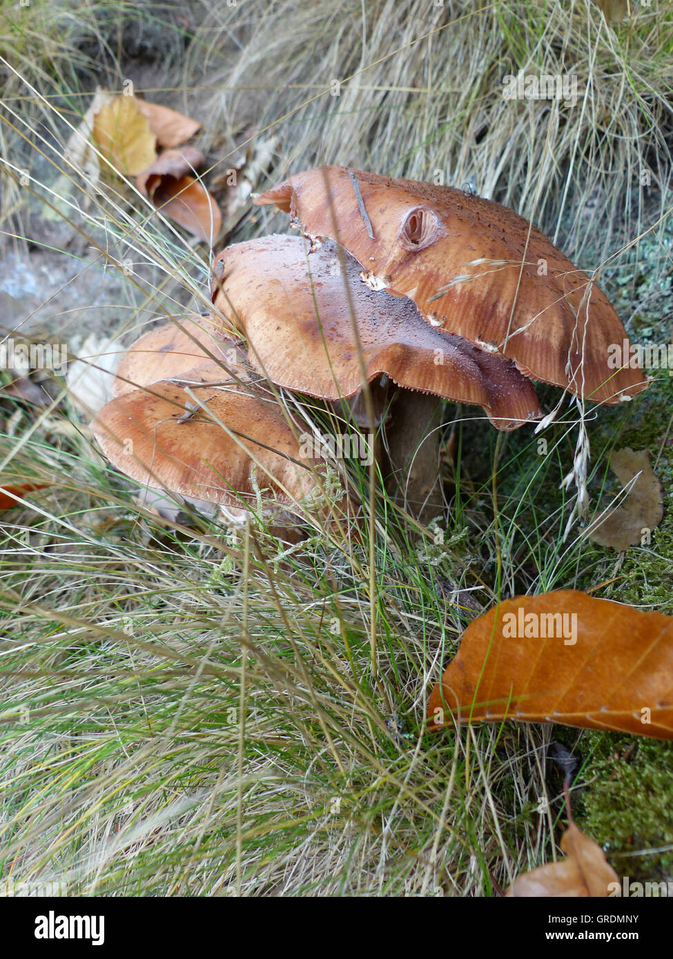 Braune Pilze wachsen zwischen Gräsern, als schmückendes Beiwerk gibt es braune Herbst Blätter Stockfoto