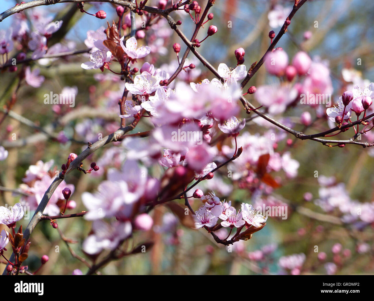 Zierbaum, rosa Blüten Stockfotografie Alamy