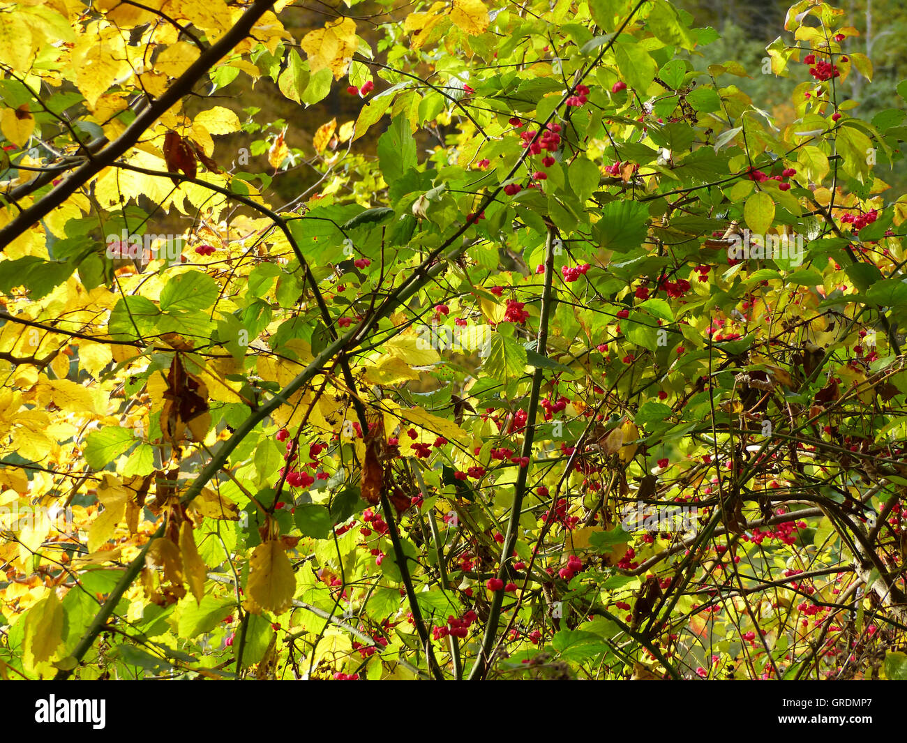 Herbst, herbstlichen Vegetation Stockfoto