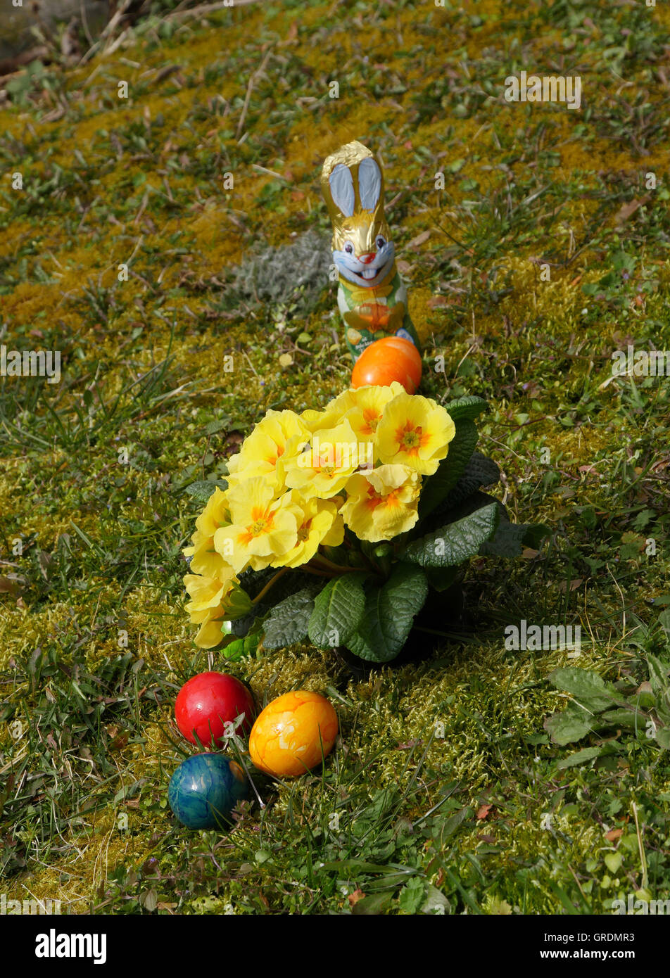 Ostereier, farbige, Schokolade Osterhasen und gelbe Primeln auf einer Wiese Stockfoto