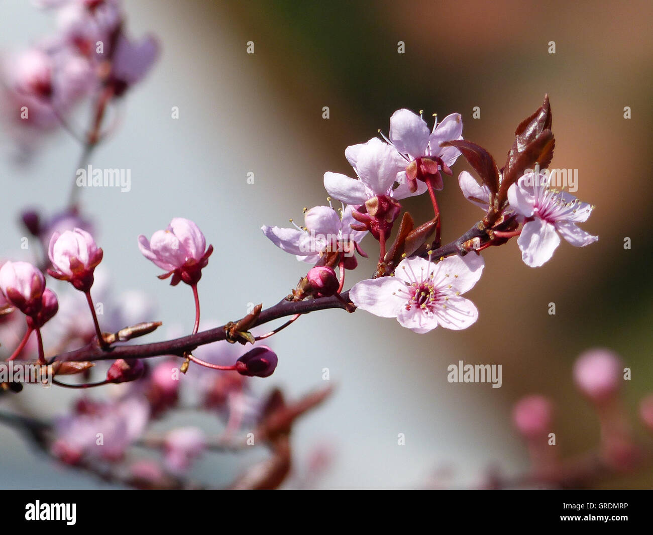 rosa-baum-fotos-und-bildmaterial-in-hoher-aufl-sung-seite-2-alamy