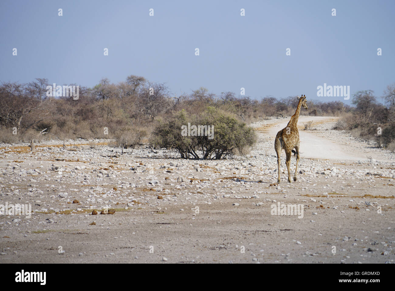 Giraffe Fuß entfernt, Giraffidae Stockfoto