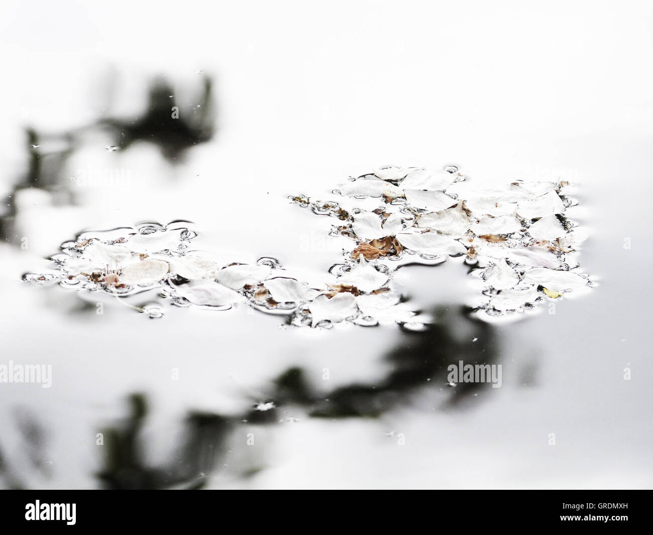 Weiße Blütenblätter schwimmt auf der Wasseroberfläche Stockfoto