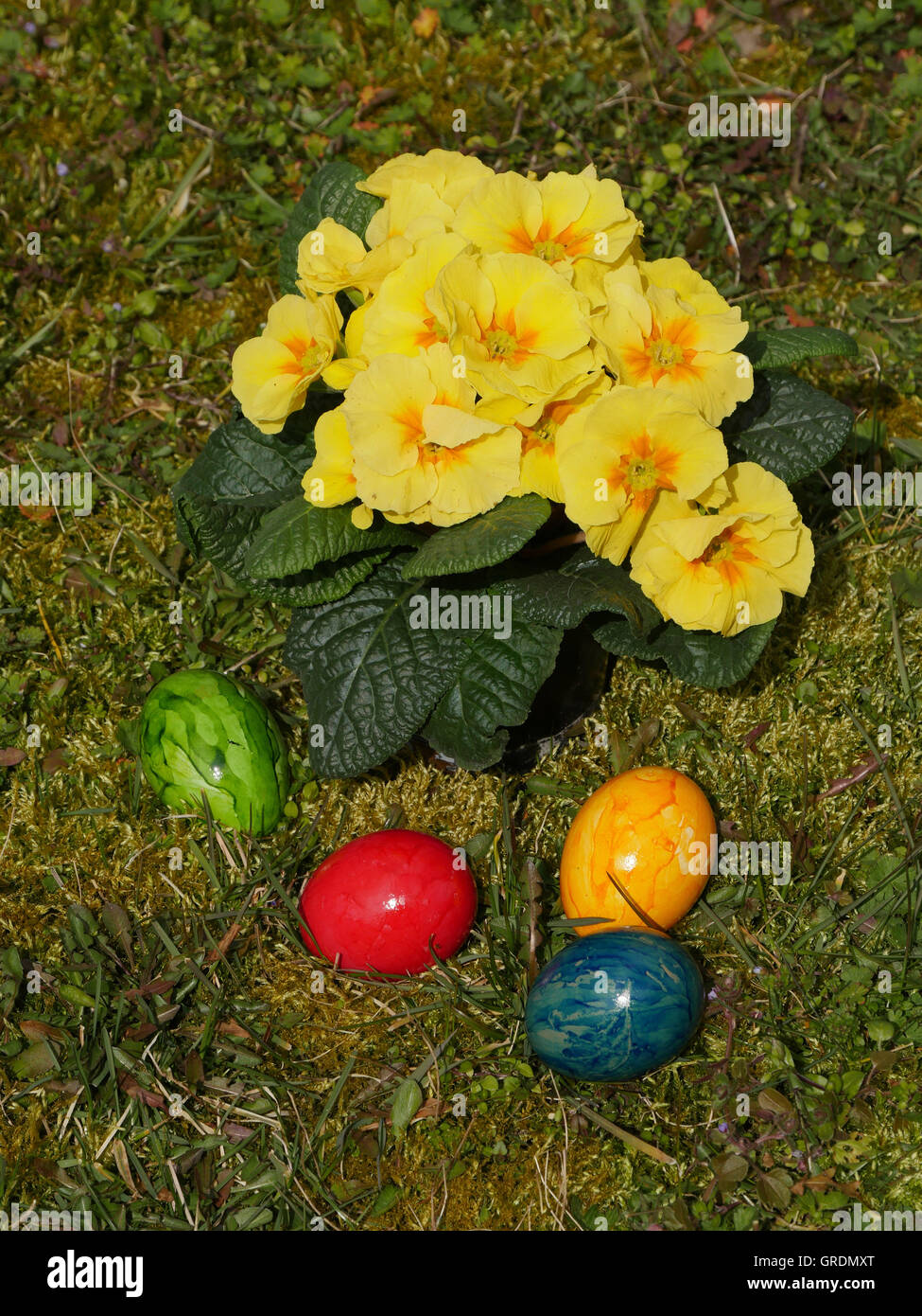 Ostereier, farbige und gelbe Primeln auf einer Wiese Stockfoto