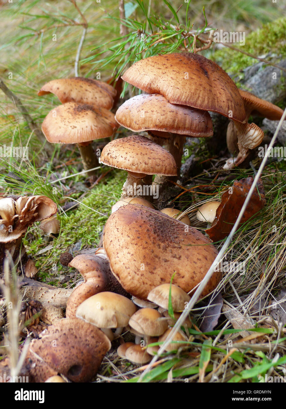Pilze im Wald Stockfoto