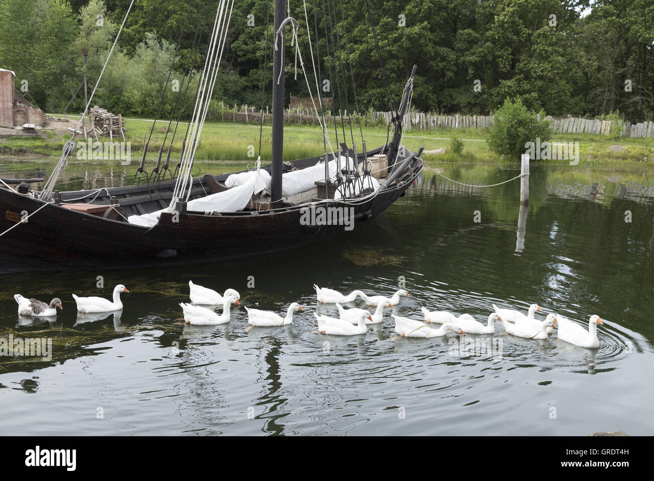 Gänse schwimmen auf einen Teich, einer hinter dem anderen Stockfoto