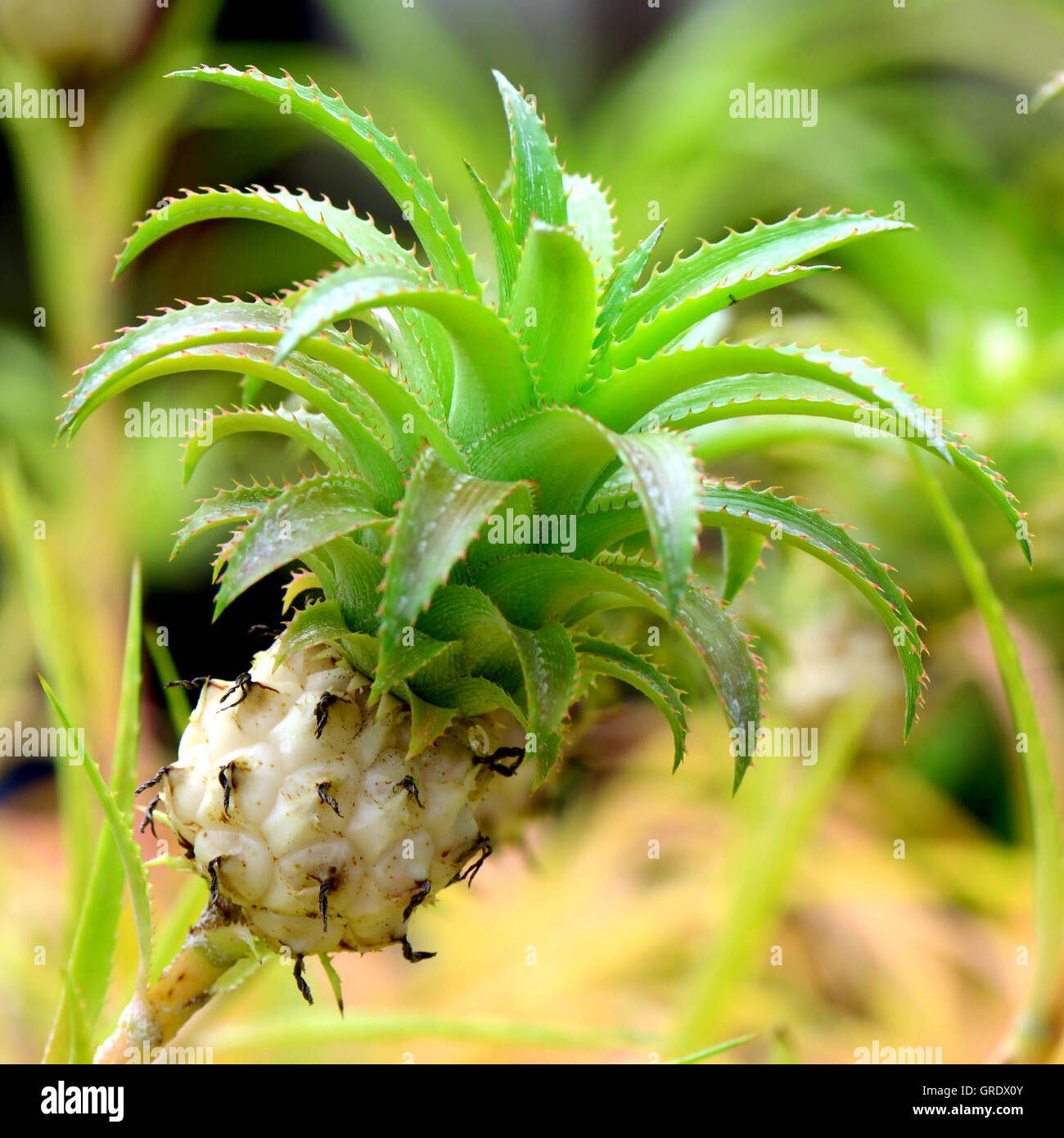 Topf-Ananas auf natürlichen Hintergrund. Stockfoto