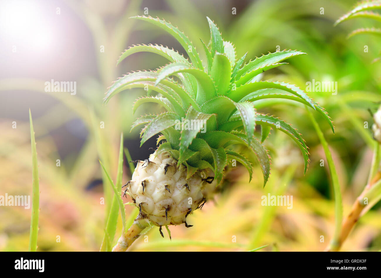 Topf-Ananas auf natürlichen Hintergrund. Stockfoto