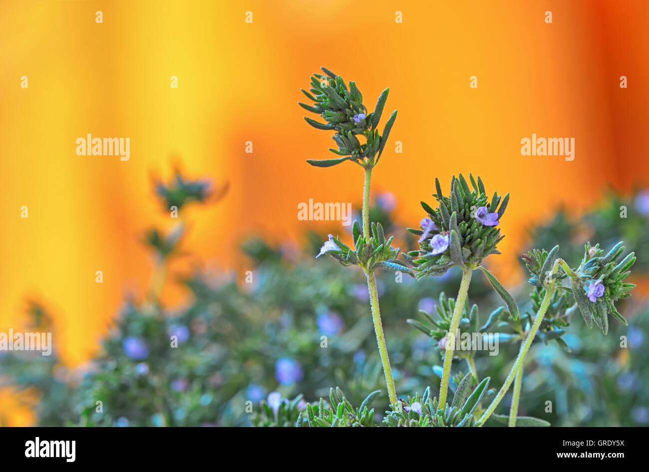 frischer grüner Thymian Kräuter isoliert auf einem orangefarbenen Hintergrund Stockfoto