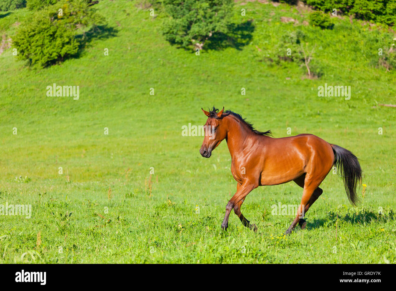 Arabische Racer läuft auf einer grünen Sommerwiese Stockfoto