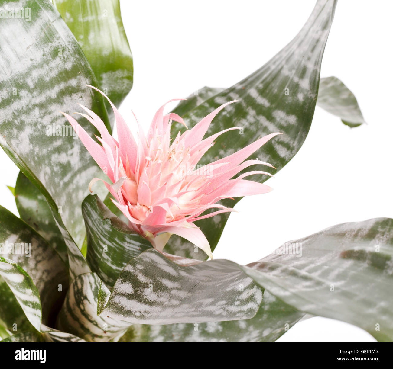 Aechmea Fasciata Bromelie isoliert auf weiss Stockfotografie - Alamy