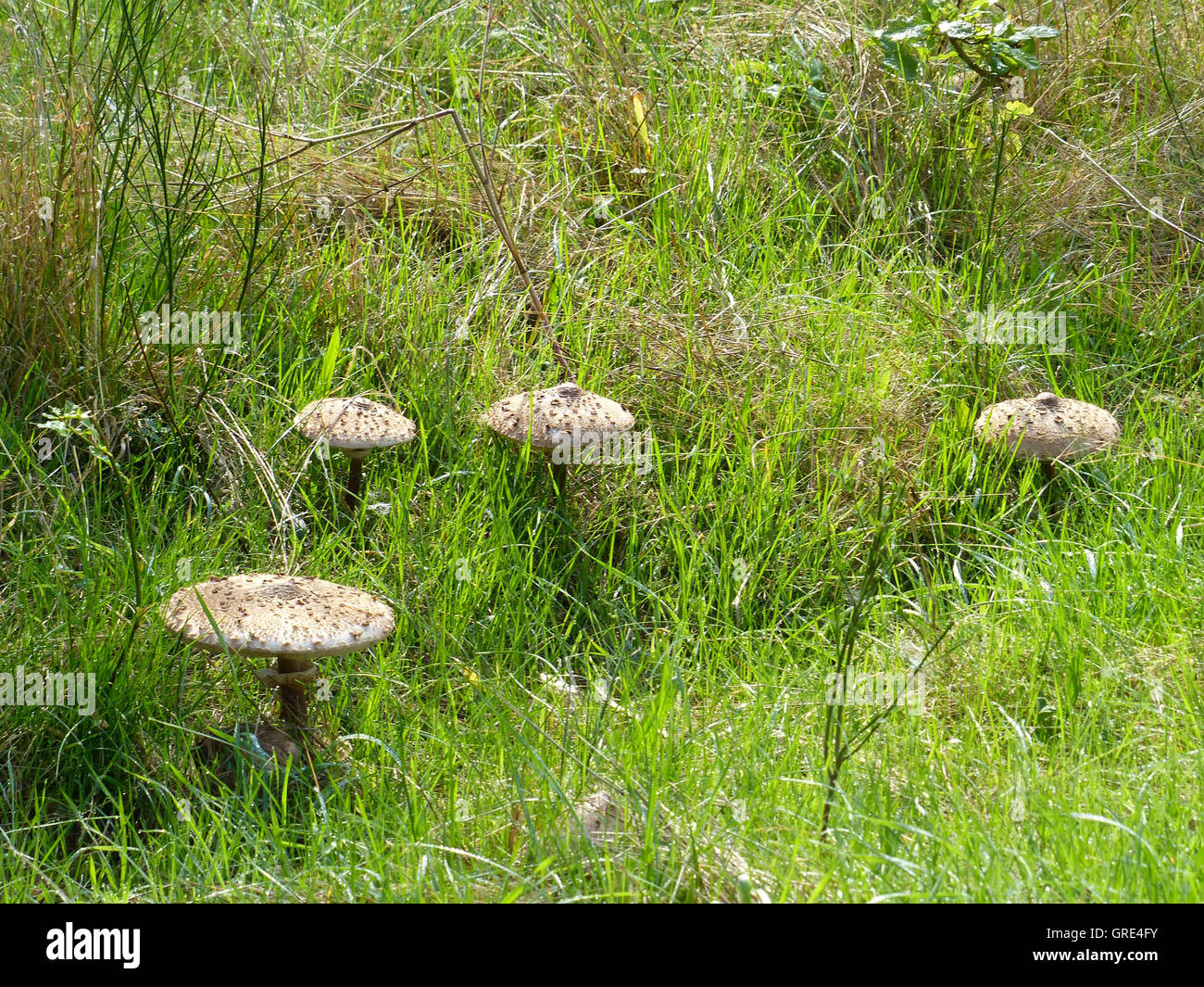 Parasol-Pilze auf einer Wiese, Macrolepiota Stockfoto