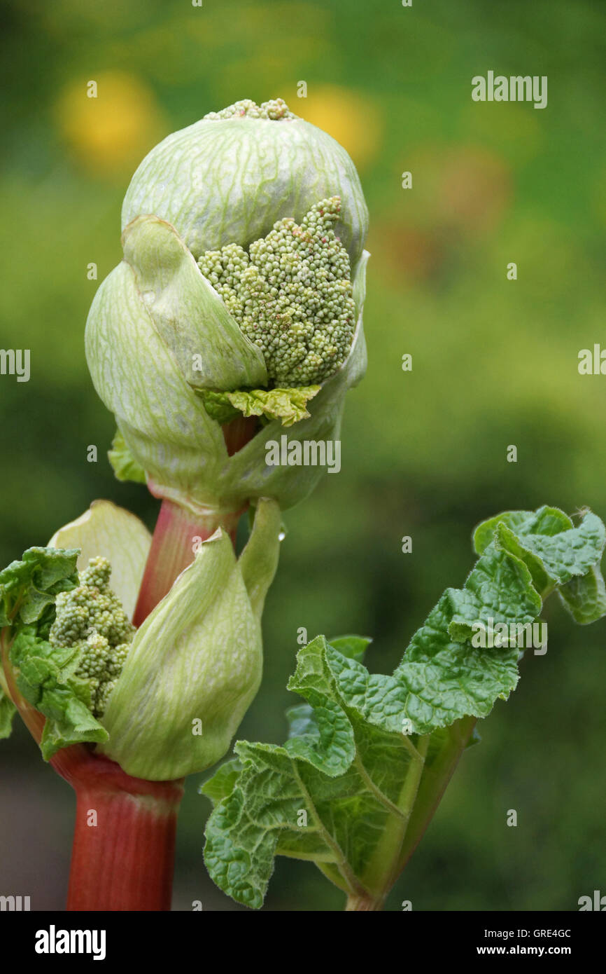 Rhabarber-Blume, Rhabarber Samen Stockfoto