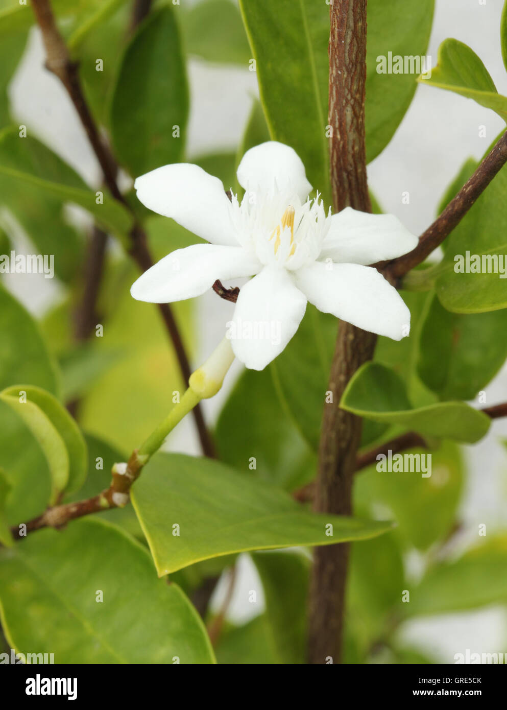 Stephanotis floribunda -Fotos und -Bildmaterial in hoher Auflsung  Alamy