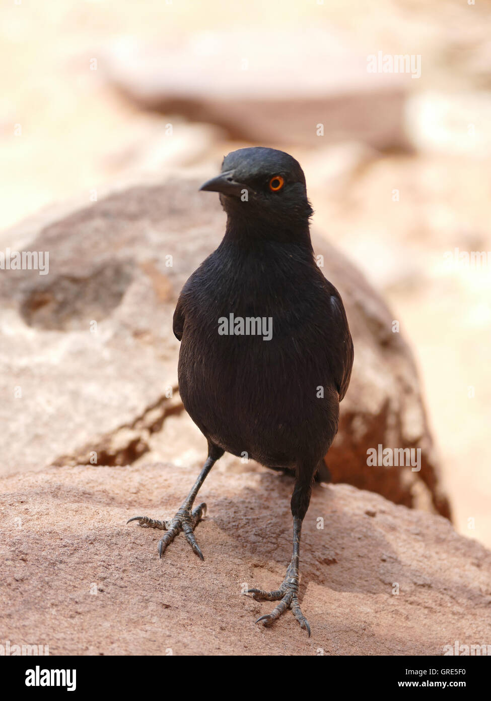 Kap-glänzend Starling, Glanzstare Stockfoto