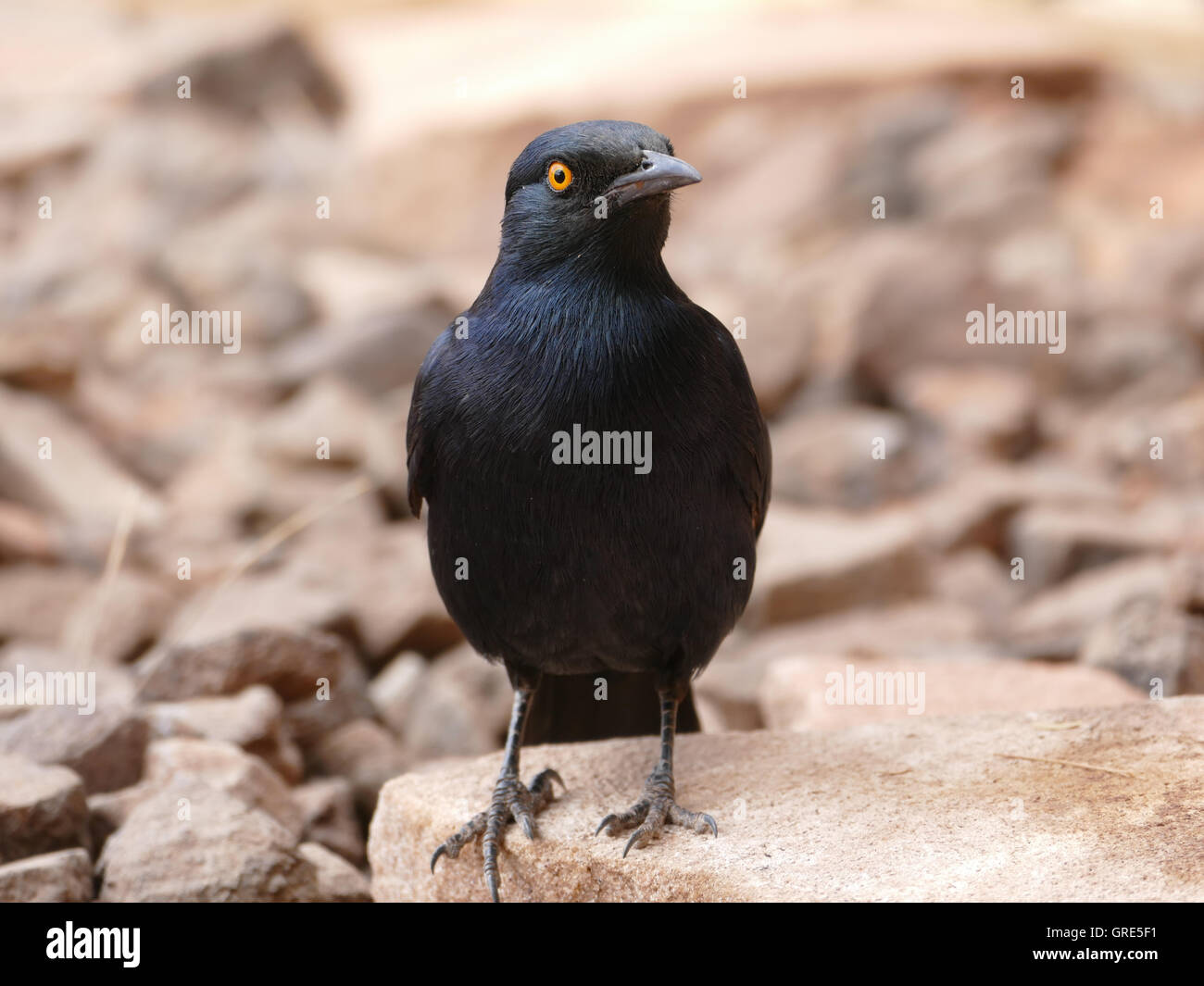 Kap-glänzend Starling, Glanzstare Stockfoto