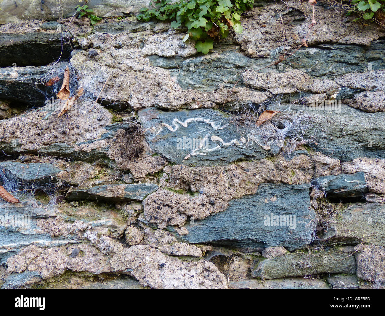 Fossilien im Schiefer, gesehen am Fluss Lahn, Deutschland Stockfoto