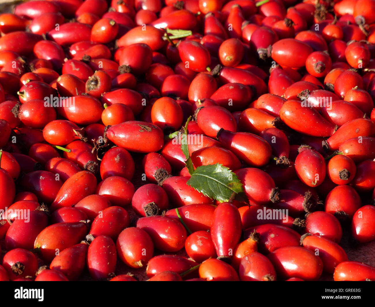 Viele rote Hagebutten Stockfoto