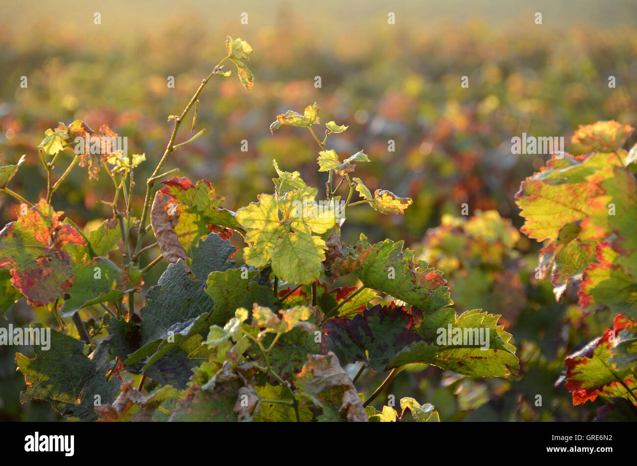 Herbst In den Weinbergen, Weinbau Gebiet Rhinehesse Stockfoto