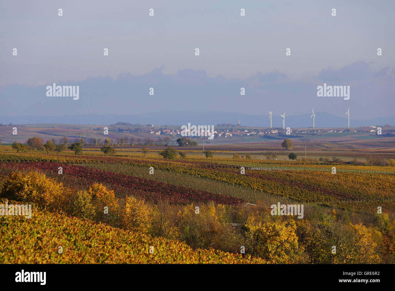 Herbstliche Weinbau Distrct In Rhinehesse, Deutschland Stockfoto