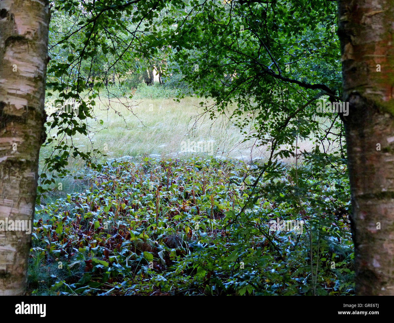 Zwischen zwei Bäumen auf einer Waldlichtung durchsehen Stockfoto