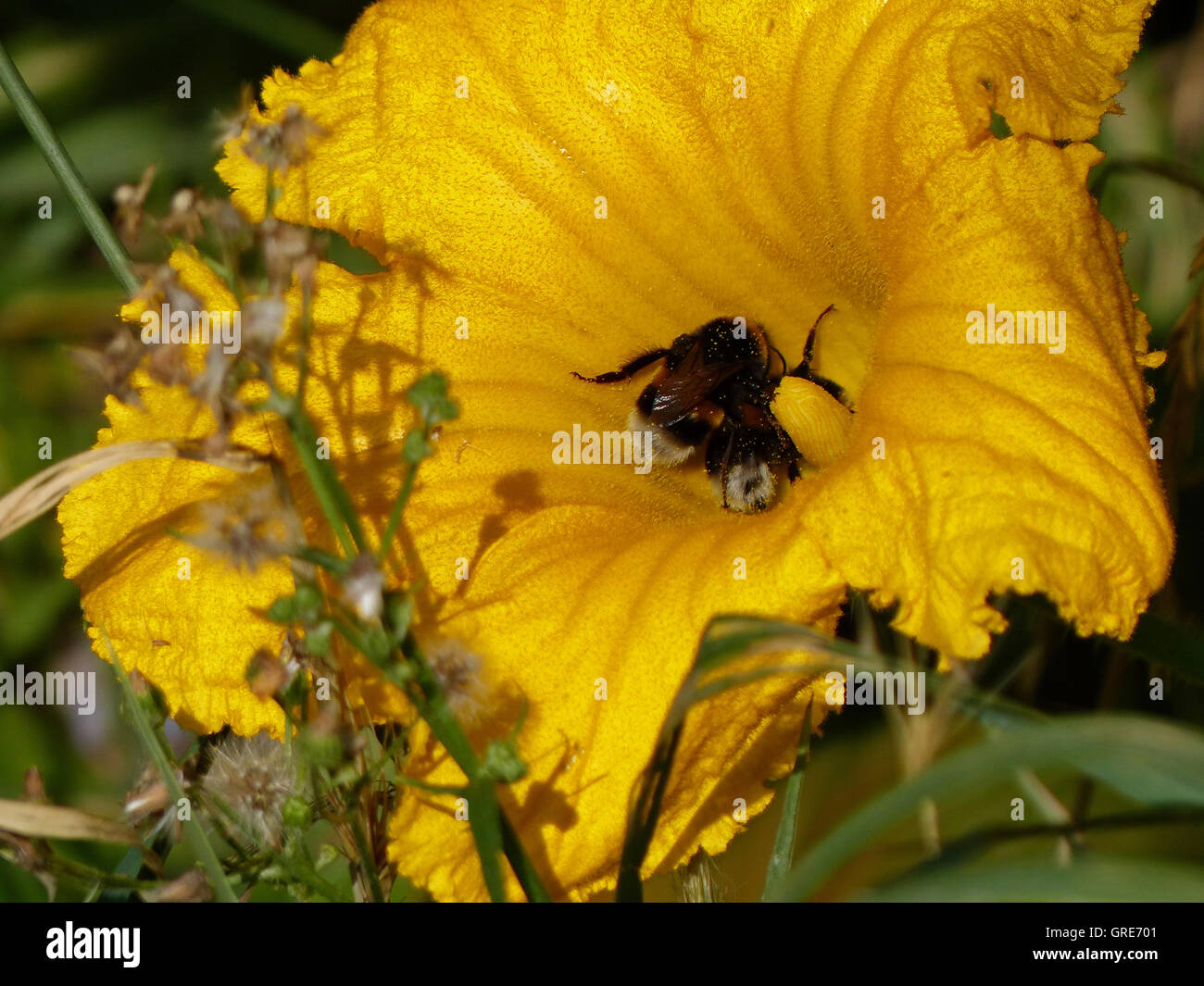 Garten Hummeln Bombus Hortorum Besuch leuchtend gelbe Zucchini Blume Stockfoto