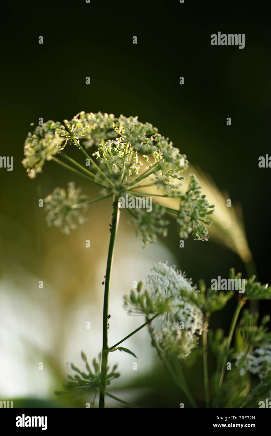 Goutweed, Aegopodium Podagraria, Kräuter Stockfoto