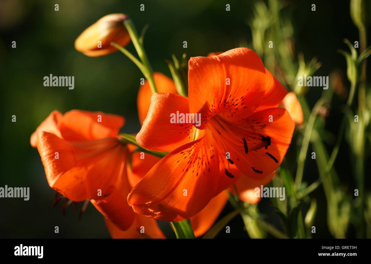 Feuer-Lilie, Lilium Bulbiferum, im Gegenlicht mit dunklem Hintergrund Stockfoto