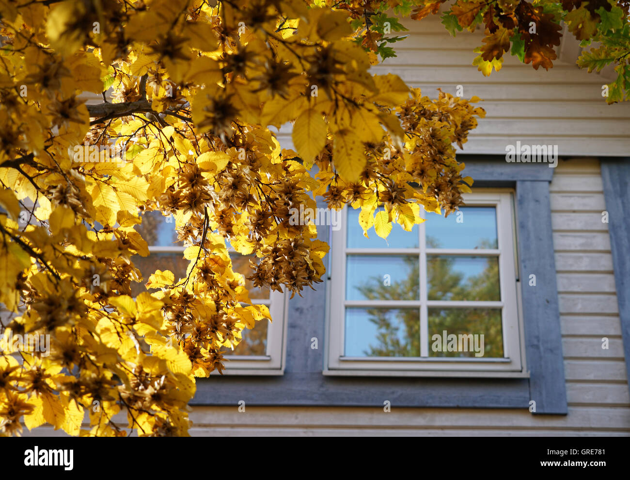 Buche mit herbstlichen goldenes Laub vor einem Holzhaus Stockfoto