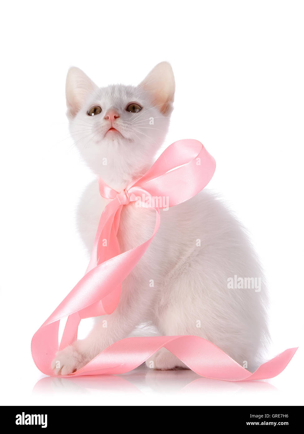 Weiße Katze mit einem rosa Band auf einem weißen Hintergrund. Stockfoto