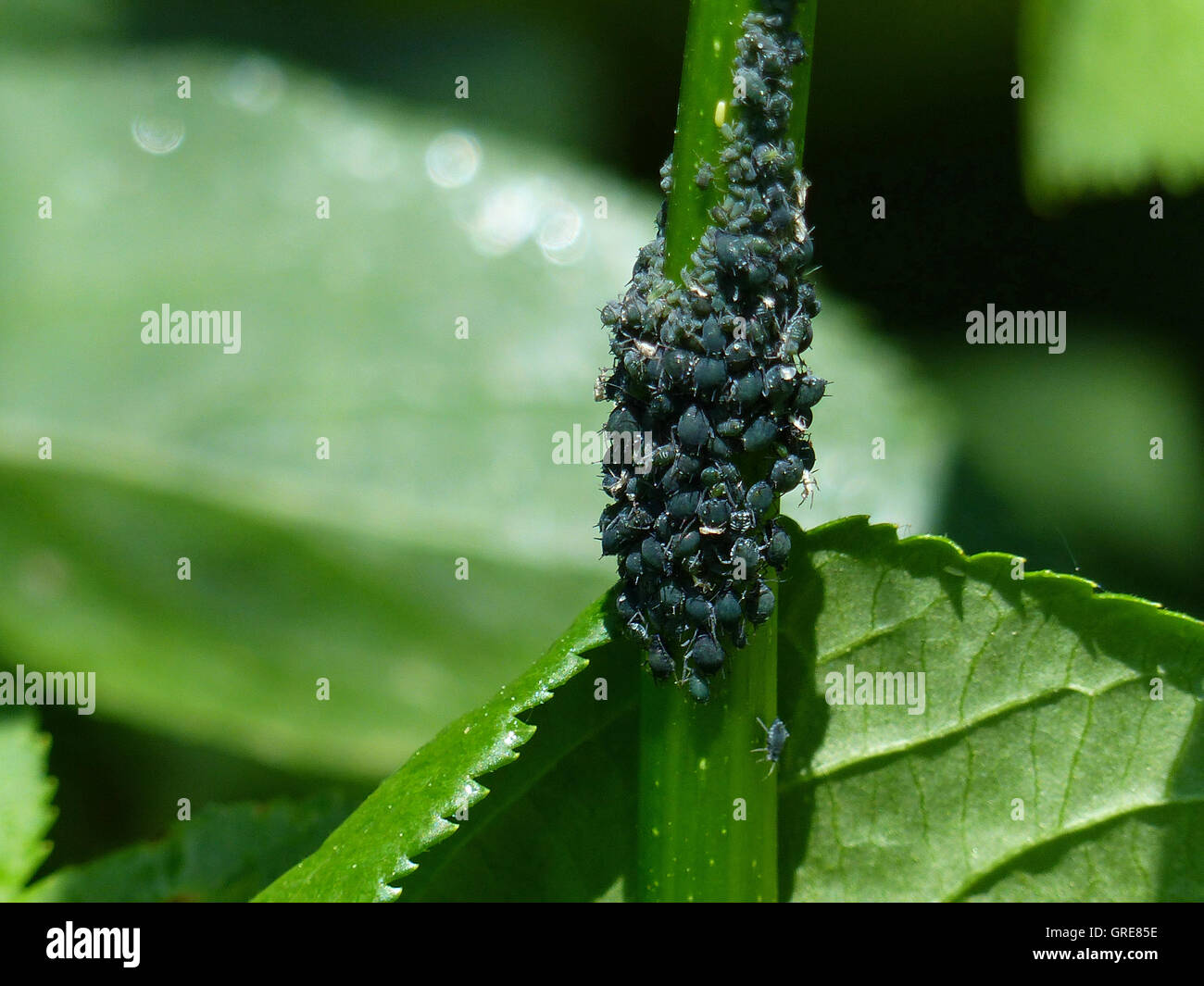 Pflanze Läuse, schwarze Bohnen-Blattlaus Aphis Fabae Stockfotografie - Alamy