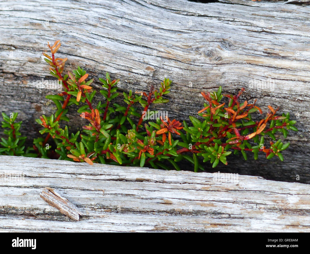 Pflanzen wachsen durch die Ritzen der einen Holzstab Stockfoto