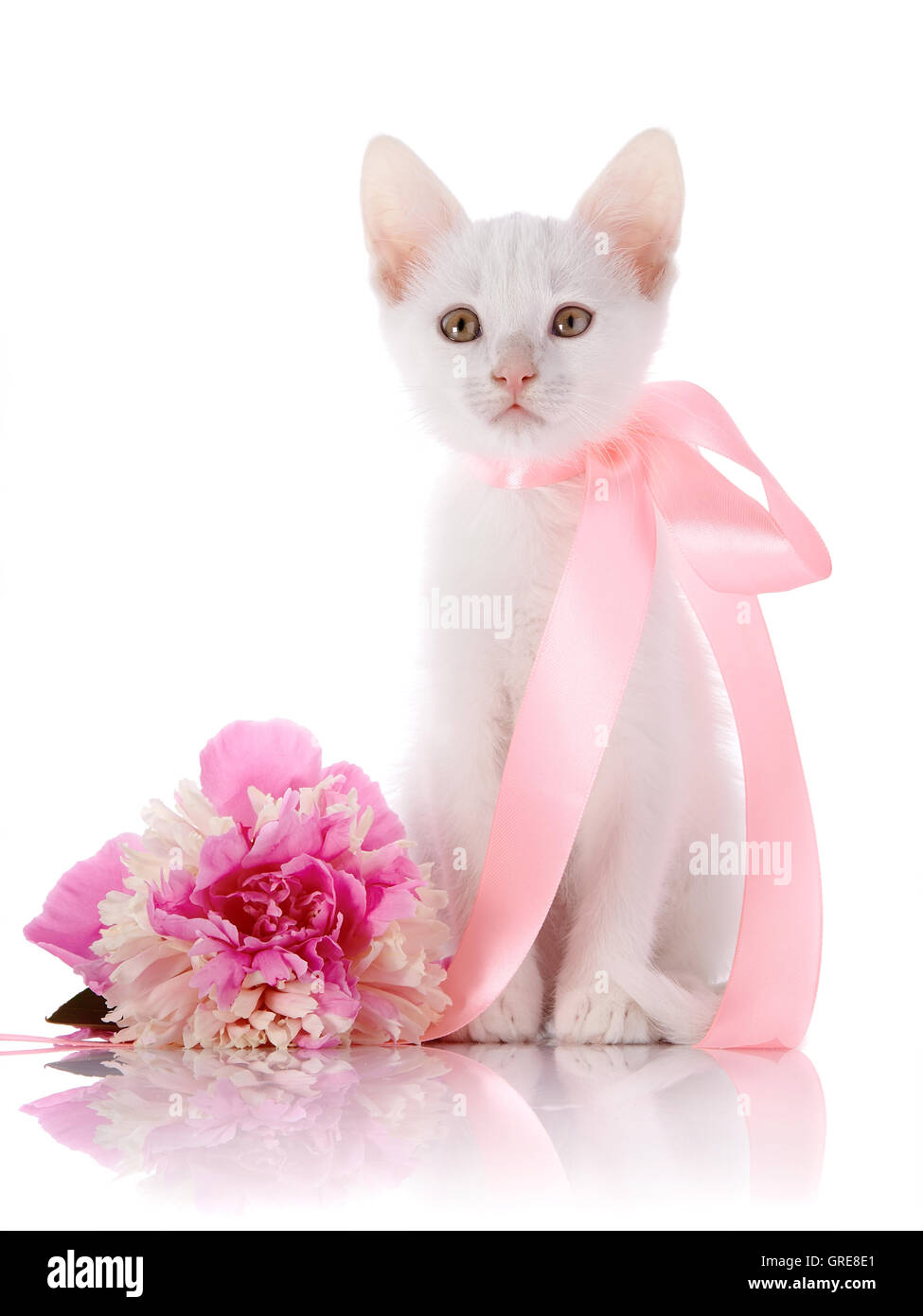 Das weiße Kätzchen mit einem rosa Band sitzt mit einer Pfingstrose Blüte. Stockfoto