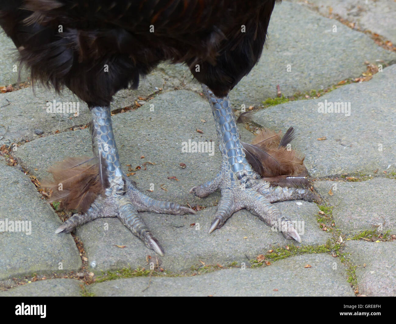Beine und Füße mit Federn, Maran-Huhn Stockfoto