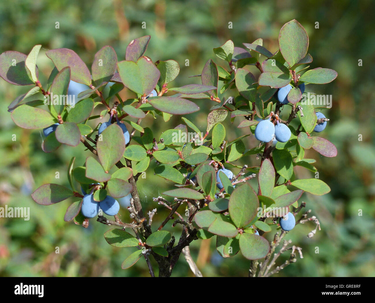 Moor-Heidelbeeren im Moor, Vaccinium Uliginosum Stockfoto