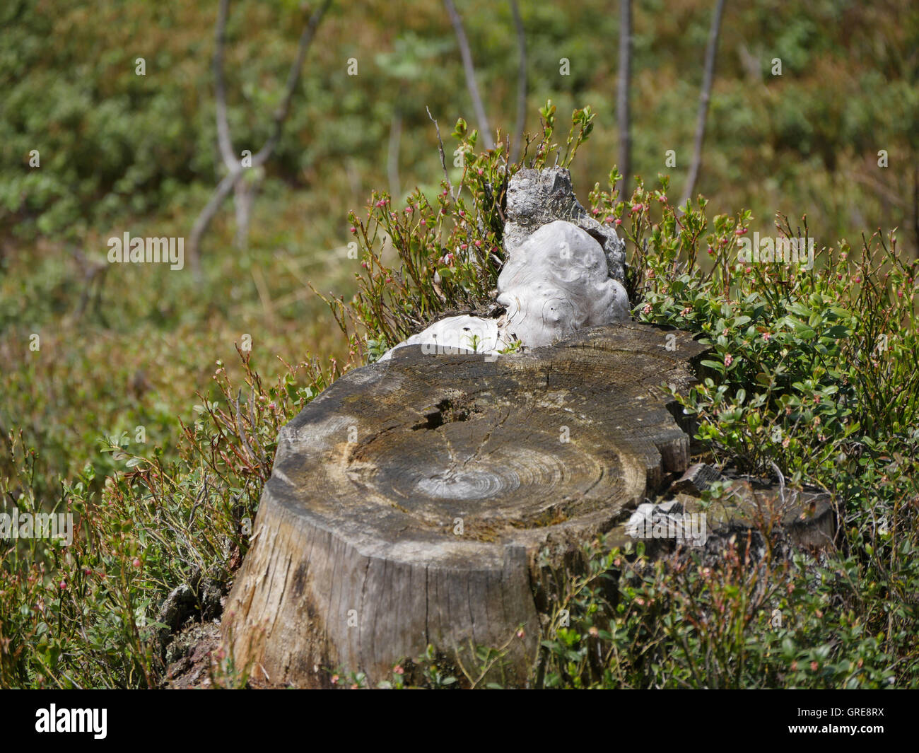 Stumpf mit Baum-Pilzen und Preiselbeeren Stockfoto