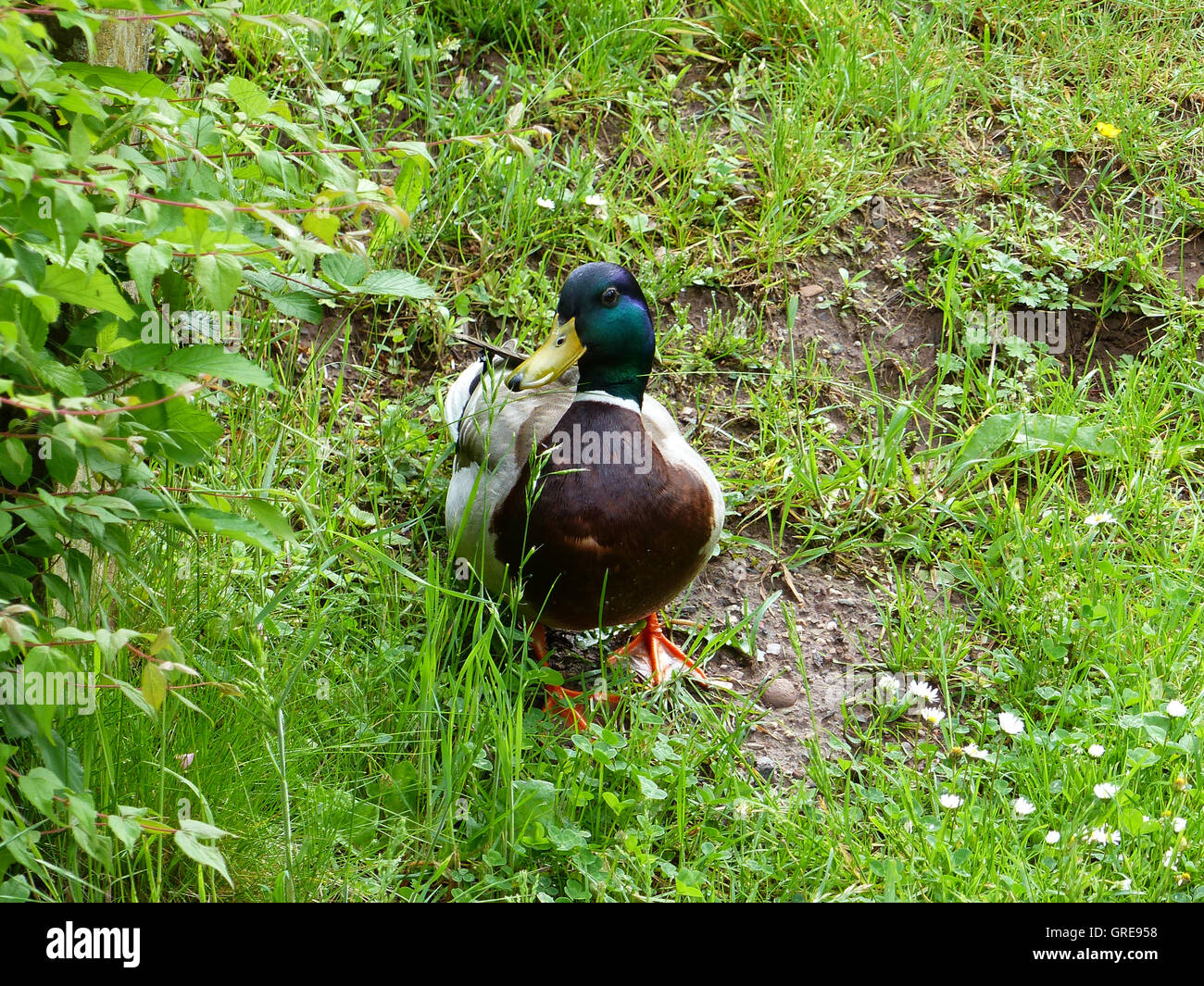 Mallard Duck, Drake, Anas Platyrhynchos Stockfoto