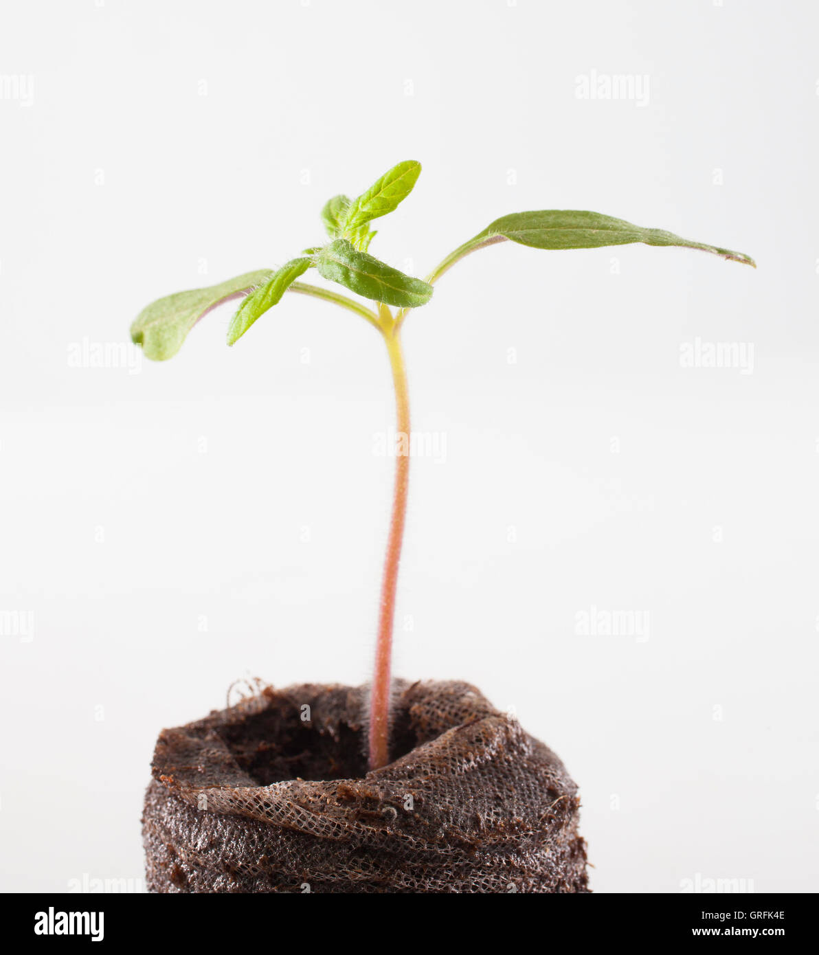 Cherokee purple Tomatenpflanze, die gerade erst anfangen, gewachsen auf weiß Stockfoto