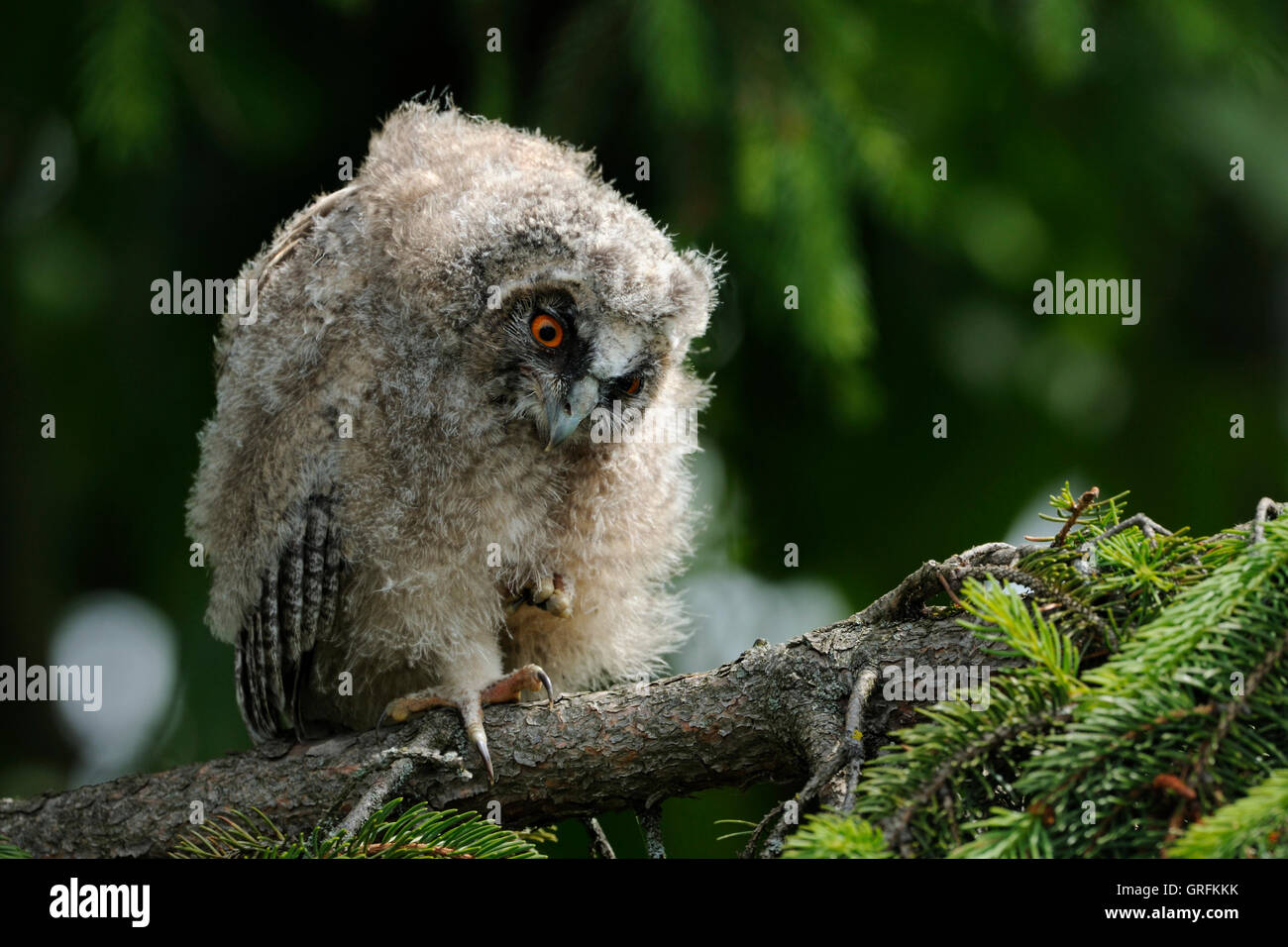 Langohrige Eulen / Waldohreule ( Asio otus ), junger Jungling, der in einer Nadelbaumkugel sitzt, sieht kritisch aus. Darunter, lustiger Kerl, Wildtiere, Europa. Stockfoto