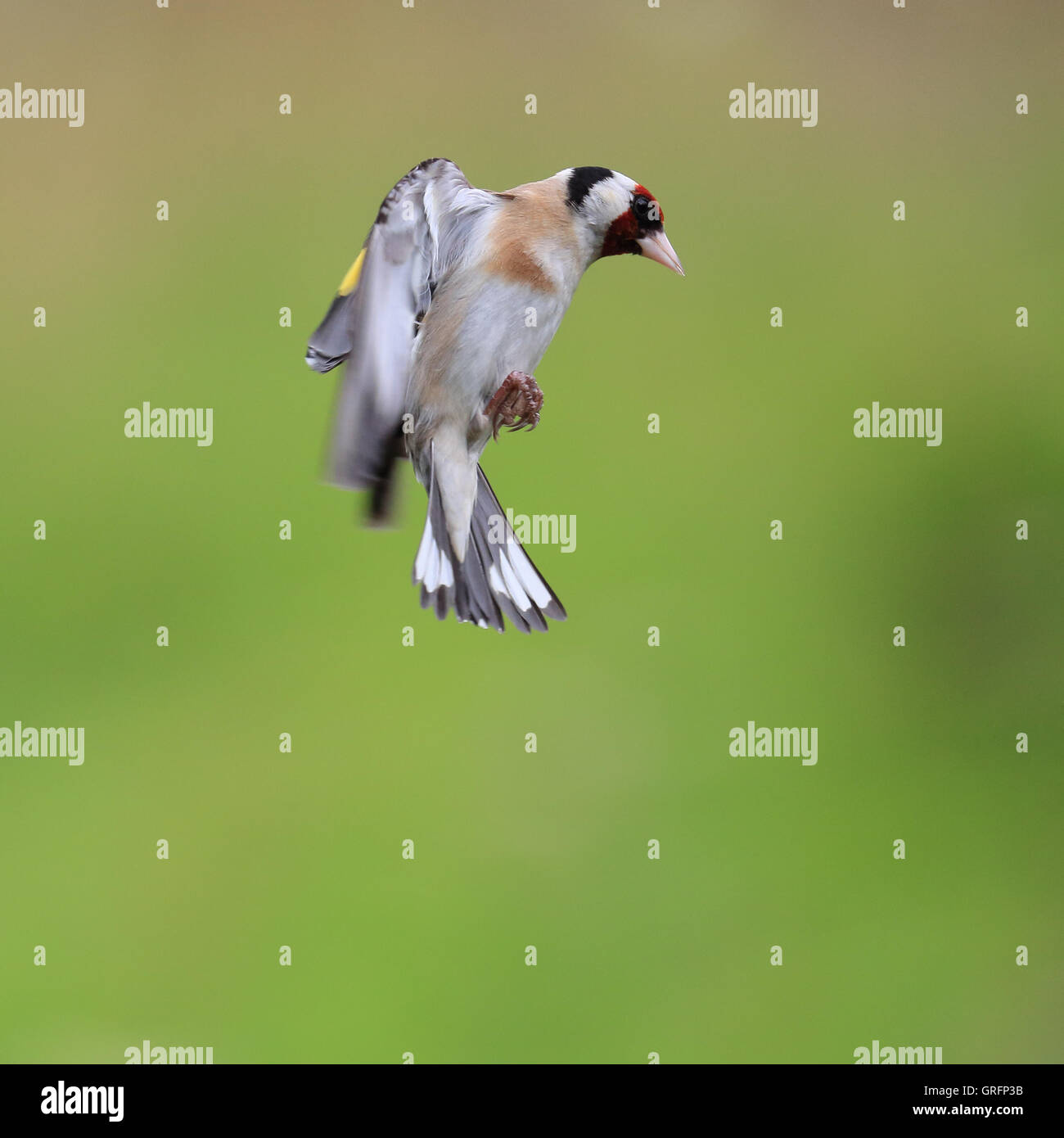 Europäische Stieglitz, auch bekannt als Stieglitz, während des Fluges bereit auf ein Futterhäuschen für Vögel landen Stockfoto