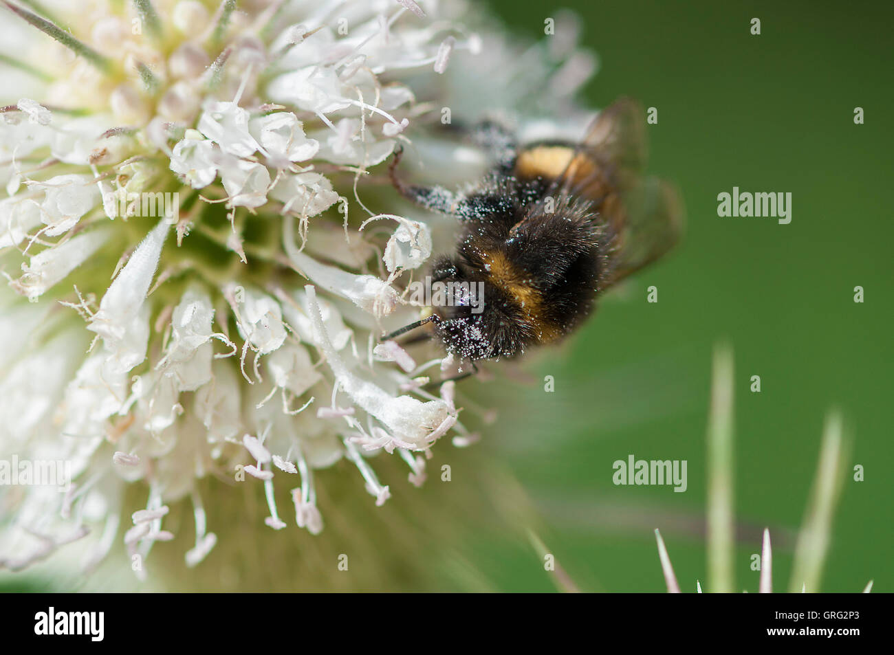 Bumble Bee Pollen zu sammeln. Closeup. In Pollen bedeckt. Stockfoto