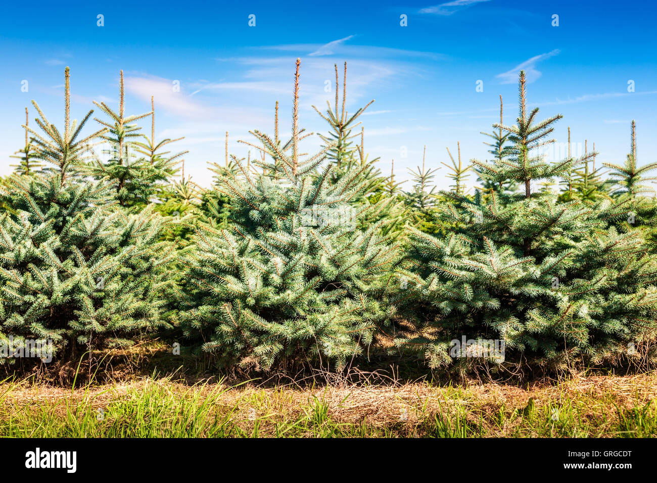 Christmas Tree Farm mit Fichten und Tannen. Sommerlandschaft Stockfoto