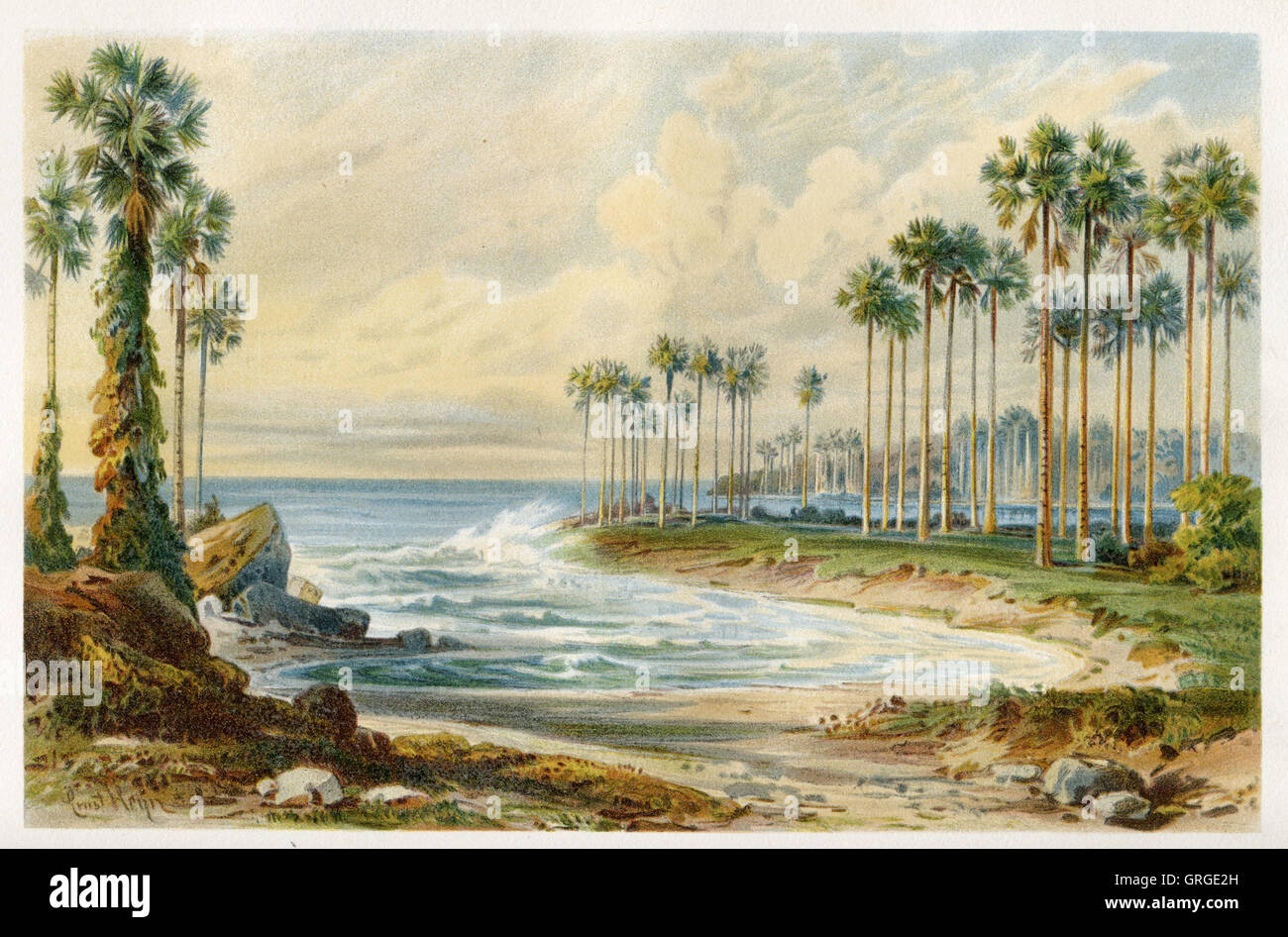 Asiatische Palmyra-Palme, Toddy Palm oder Zuckerpalme auf Ceylon Strand Stockfoto