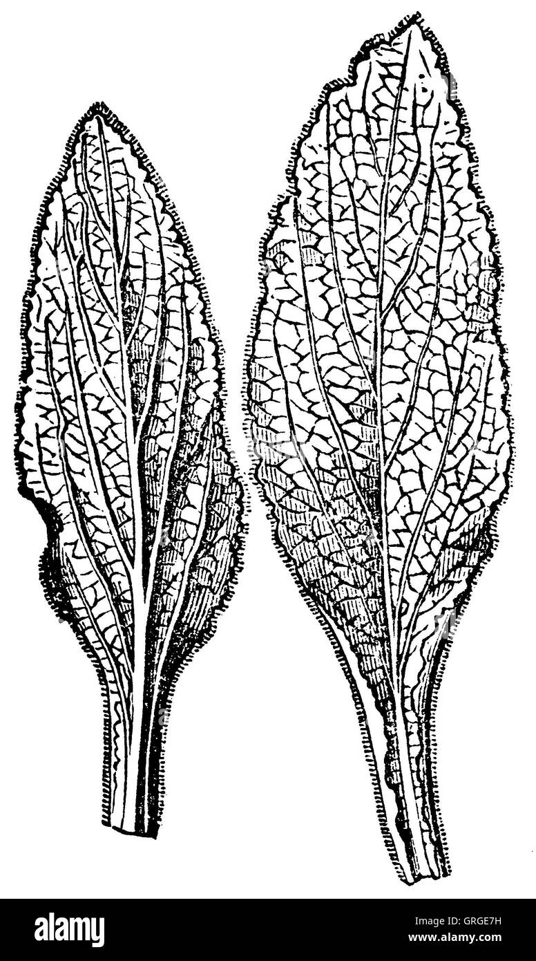 Lila fingerhut blätter -Fotos und -Bildmaterial in hoher Auflösung – Alamy