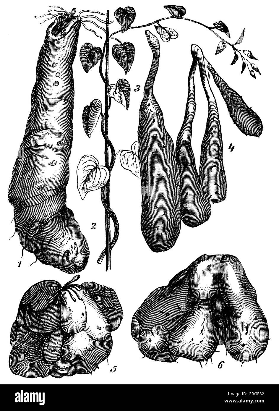 Batatas. 1, 2) chinesische Yamswurzel, 3) amerikanische Süßkartoffel, 4) weiße Süßkartoffel von Guadeloupe, 5, 6) Westindische Süßkartoffel Stockfoto