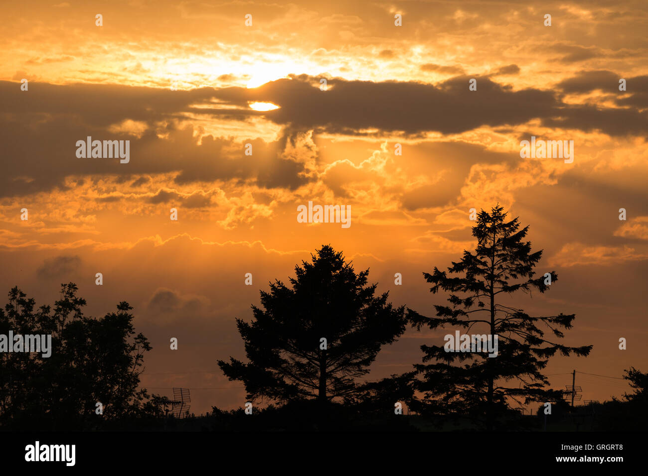 Die Sonne hinter der Silhouette Bäume. Credit: Ian Jones/Alamy leben Nachrichten Stockfoto