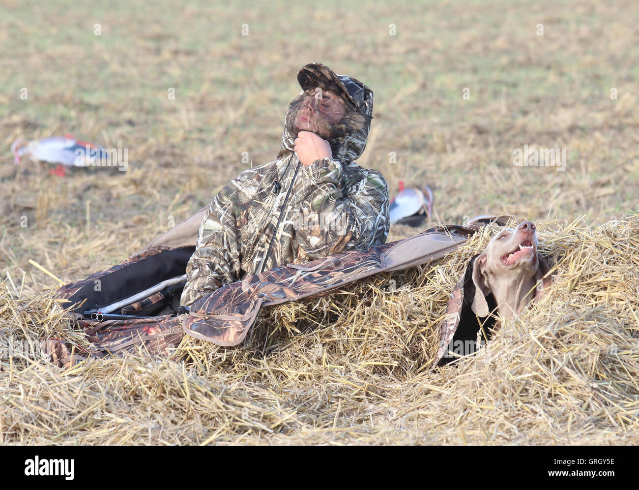 Heidesheim, Deutschland. 29. August 2016. Ein Jäger und Jagdhund tarnen sich unter Heu während einer Gans-Jagd in der Nähe von Heidesheim, Deutschland, 29. August 2016. Mehr und mehr Gänse bevölkern Rheinland-Pfalz. Für einige Naturschauspiel sind, für andere ein Ärgernis, als die Vögel in den Bereichen Essen und Stuhlgang auf den Wiesen. Foto: DOREEN FIEDLER/Dpa/Alamy Live News Stockfoto