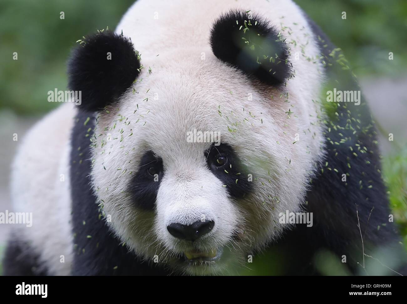 Chengdu, Provinz Sichuan. 29. August 2016. Giant Panda Sixue sieht in Hetaoping Wild Trainingslager, Südwesten der chinesischen Provinz Sichuan, 29. August 2016. Sixue trainieren ihr junges Yingxue Suche nach Nahrung und Wasser unter Vermeidung von Raubtieren in der ersten Phase der wilden Ausbildung. Mit der zunehmenden Zahl der Pandas gezüchtet und in Gefangenschaft gehalten begann China senden Gefangenschaft gezüchtete Pandas in freier Wildbahn im Jahr 2006 in einer Bemühung, die genetische Vielfalt und die Qualität der Arten zu verbessern. © Xue Sohee/Xinhua/Alamy Live-Nachrichten Stockfoto