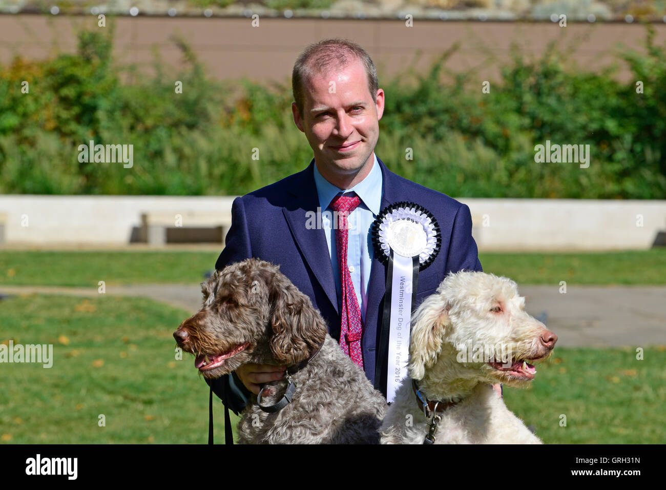 London, UK. 8. September 2016. Jonathan Reynolds MP (Labour: Stalybridge, Hyde, Mossley, Longdendale & Dukinfield) Gewinner des Westminster Dog von das Jahr 2016 mit Clinton und Kennedy. Bildnachweis: PjrNews/Alamy Live-Nachrichten Stockfoto